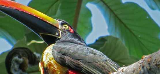 The Eco-System Bird Watching Tour