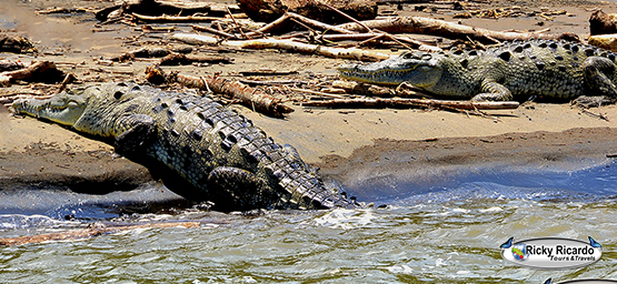 The Eco-System Bird Watching Tour