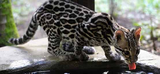 Jaguar Rescue Center Tour