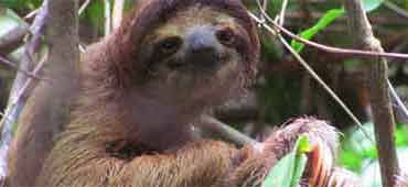 Sloth Sanctuary Tour