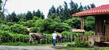 The Coffee Tour